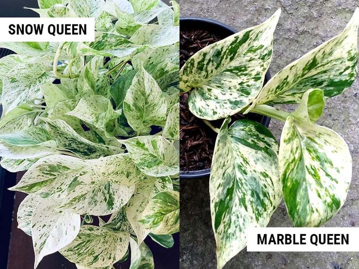 How to care for pothos plant?