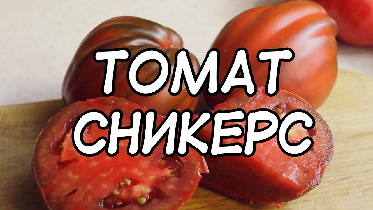 Томат черный шоколад: характеристика и описание сорта, фото, отзывы, урожайность