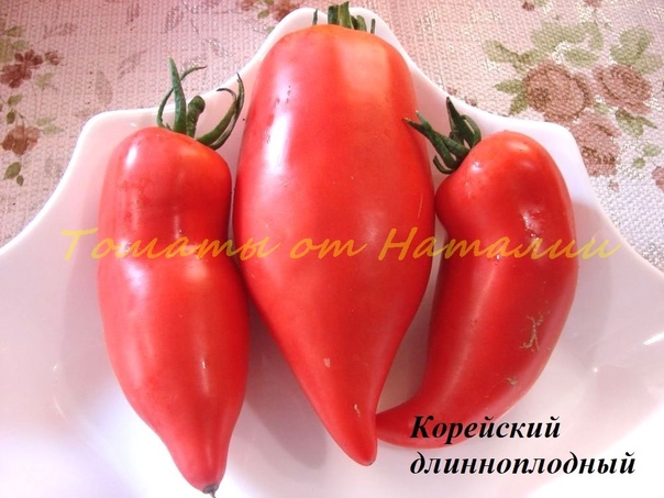 Томат корейский длинноплодный характеристика и описание сорта