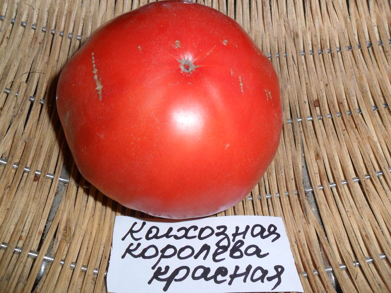 Томат колхозная королева: описание и характеристика сорта, отзывы, фото