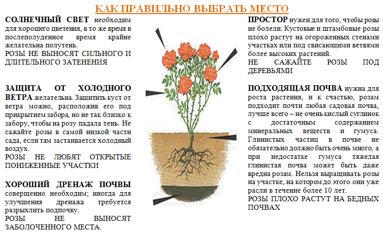 Платицериум