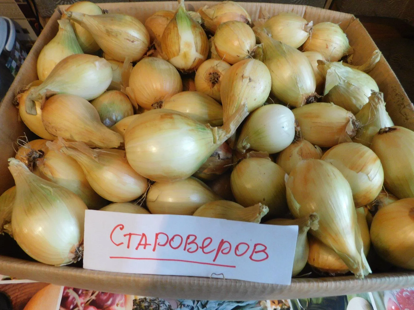 Лук ростовский местный: описание, характеристики, агротехника, отзывы