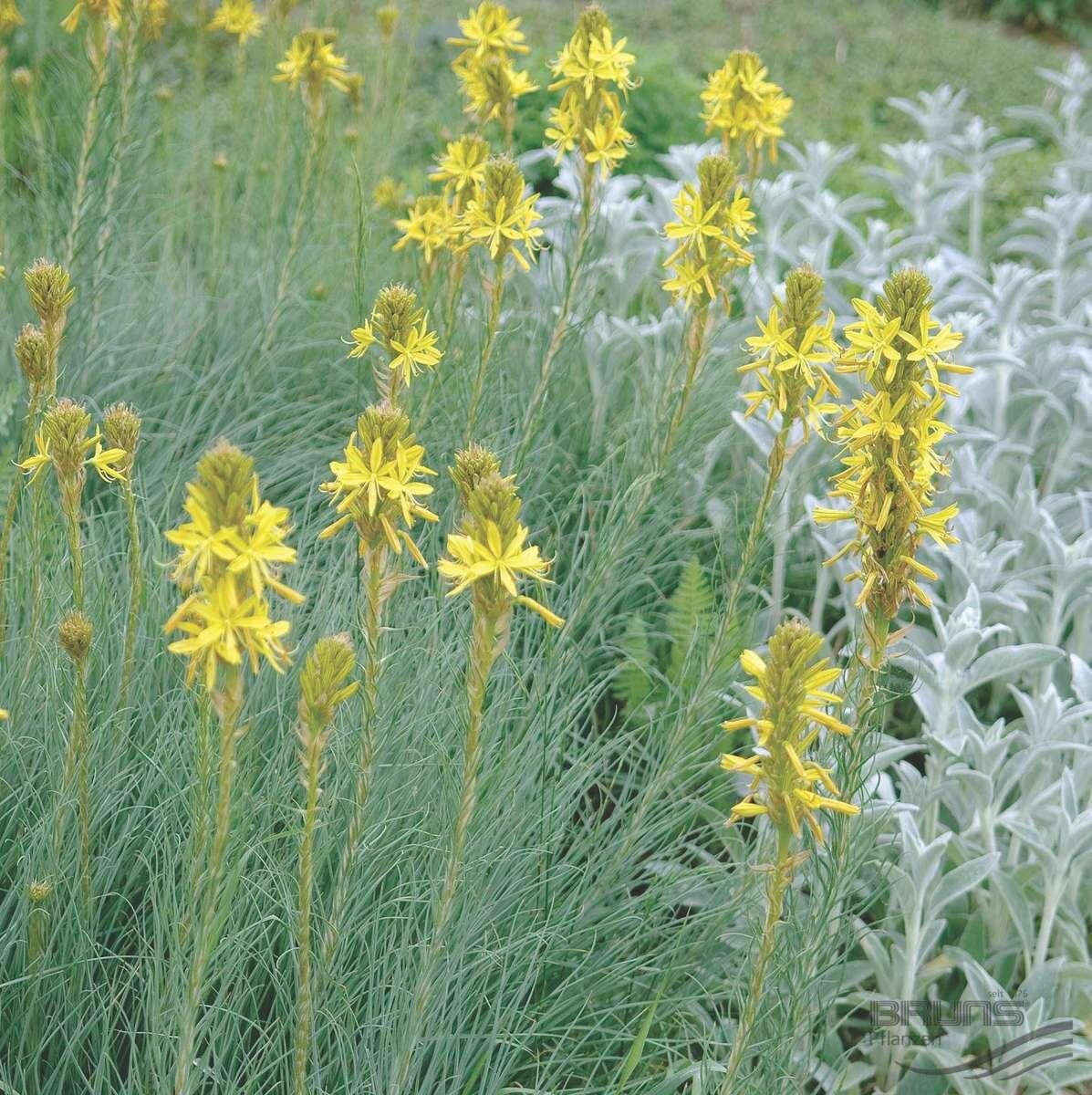 Asphodeline lutea, посох иакова: посадка, выращивание, уход