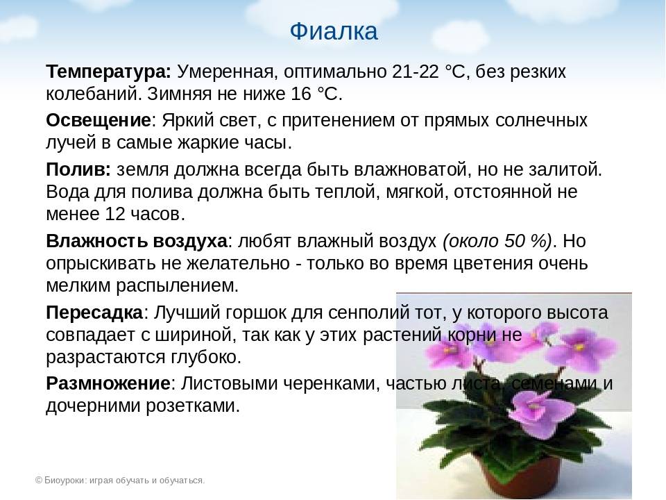 Сенполия или узамбарская фиалка: уход в домашних условиях