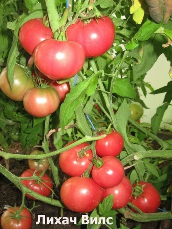 Лихач вилс томат характеристика и описание сорта | хороший урожай🍎