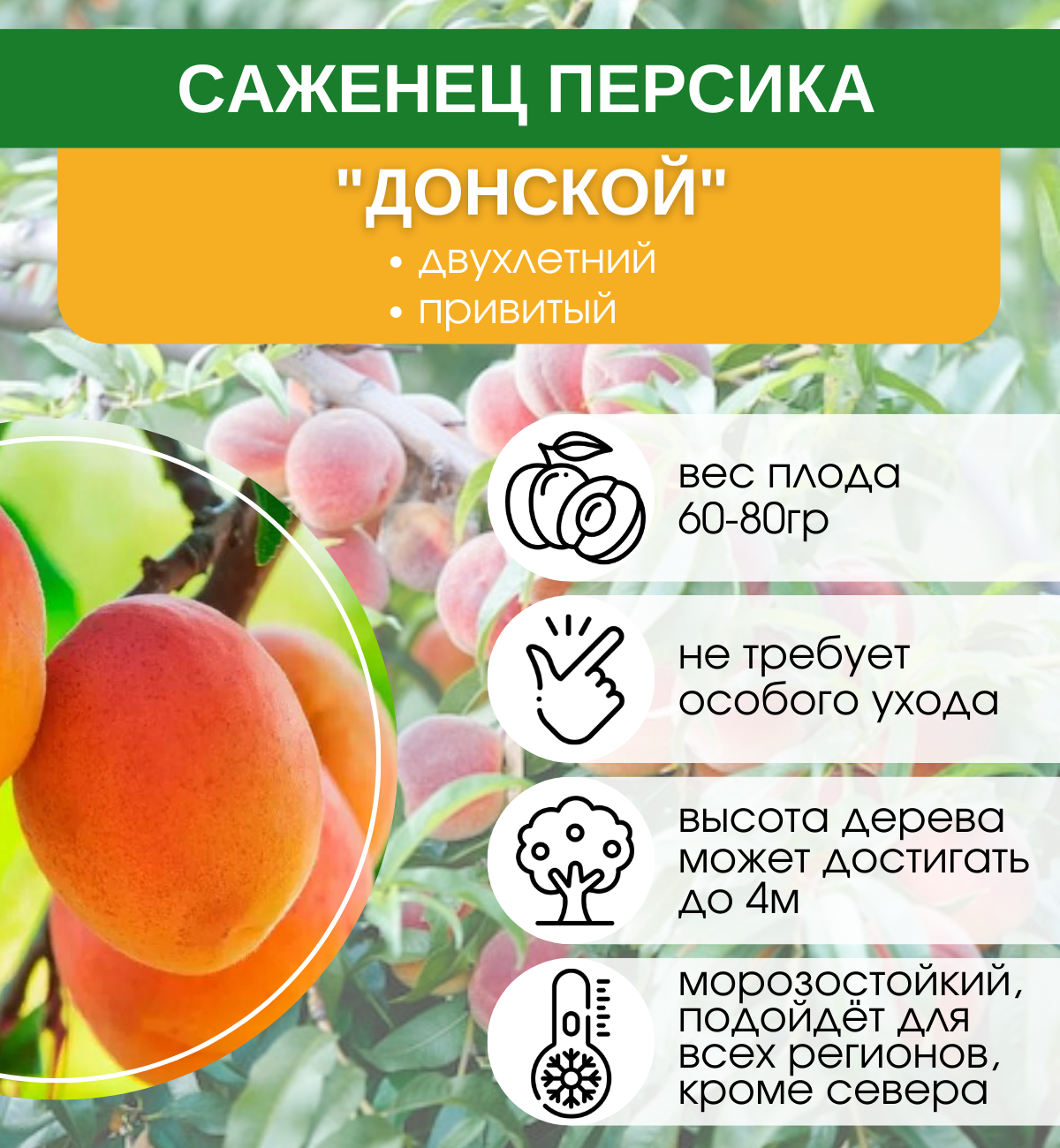 Персик донецкий жёлтый: описание и характеристика сорта, особенности посадки и ухода, фото