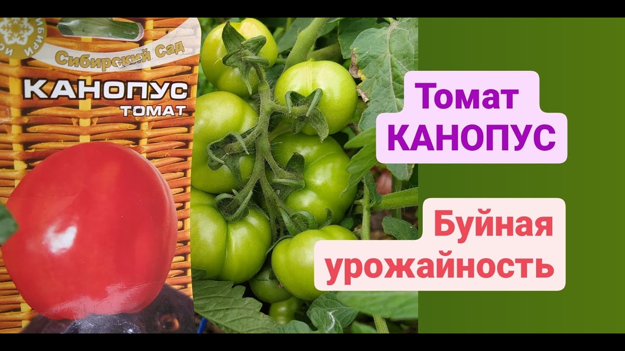Гость на грядке, названный в честь звезды: томат «канопус»