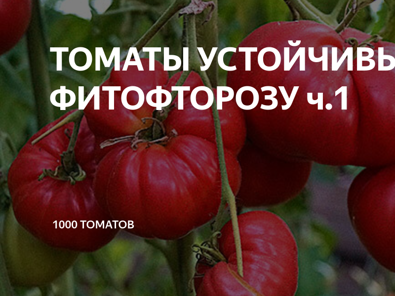 Сорта томатов, устойчивых к фитофторозу: описание, фото, отзывы