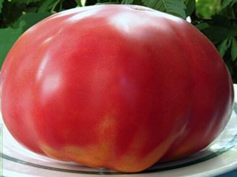 Характеристика и описание сорта томата розовый сувенир, его урожайность