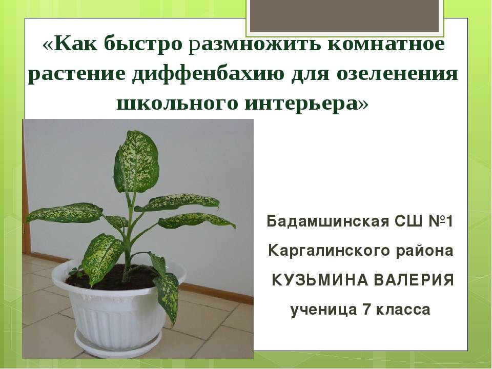 Ядовитое растение диффенбахия. описание, особенности выращивания - sadovnikam.ru
