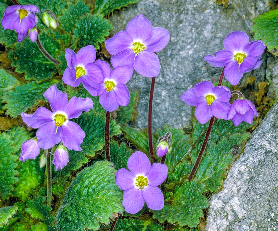 Растение рамонда: фото, сорта, выращивание из семян, посадка и уход