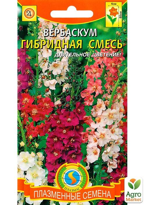 Вербаскум (коровяк, цельзия) : посадка, уход, использование в саду