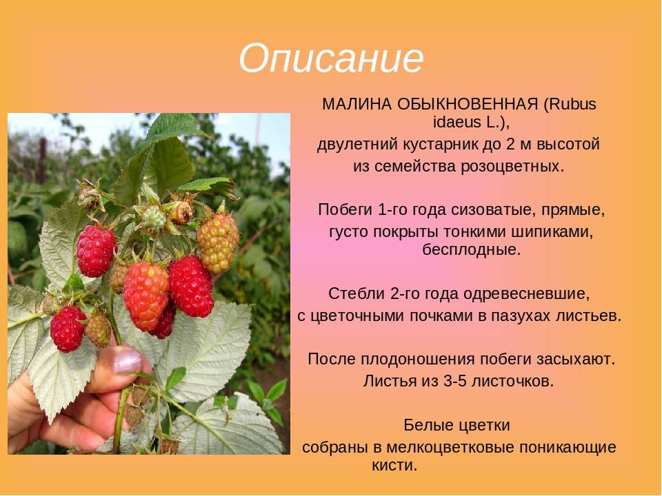 Спутница - сорт растения малина