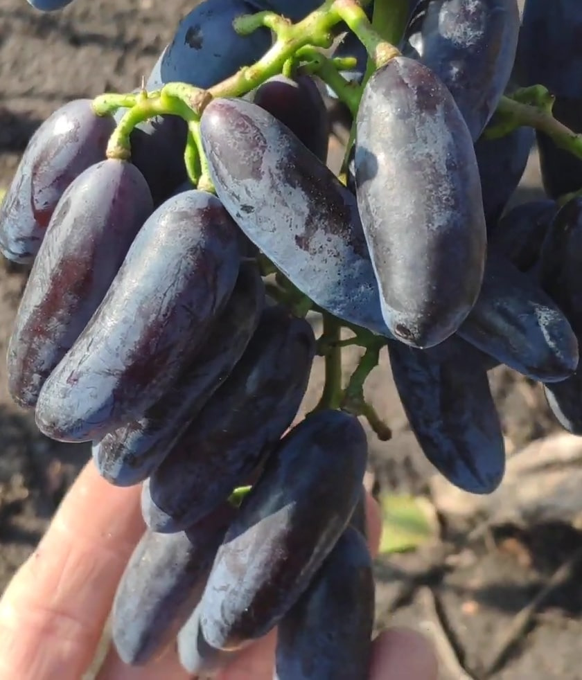 Виноград сувенир – описание сорта, фото, отзывы о вкусе и пользе ягоды