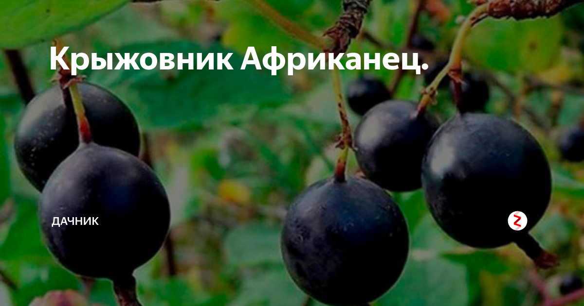 Крыжовник сорта африканец: описание, преимущества и недостатки, уход, урожайность, фото, отзывы