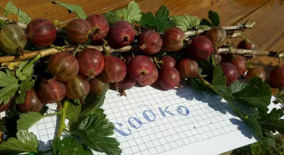 Крыжовник садко: описание сорта, характеристики кустов и плодов, технология выращивания