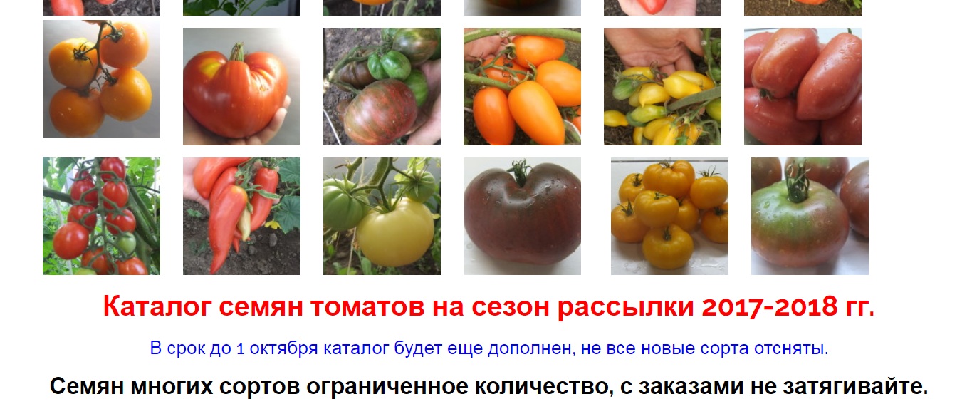 Томат дьявол джерси: описание сорта, характеристика, урожайность, отзывы