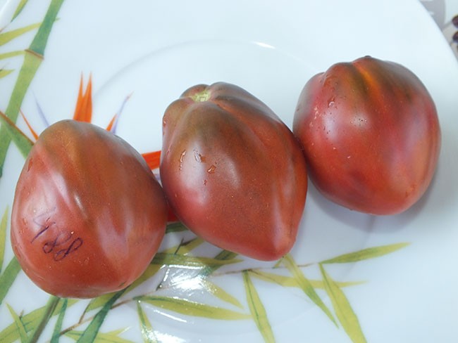 Мои любимые сорта томатов