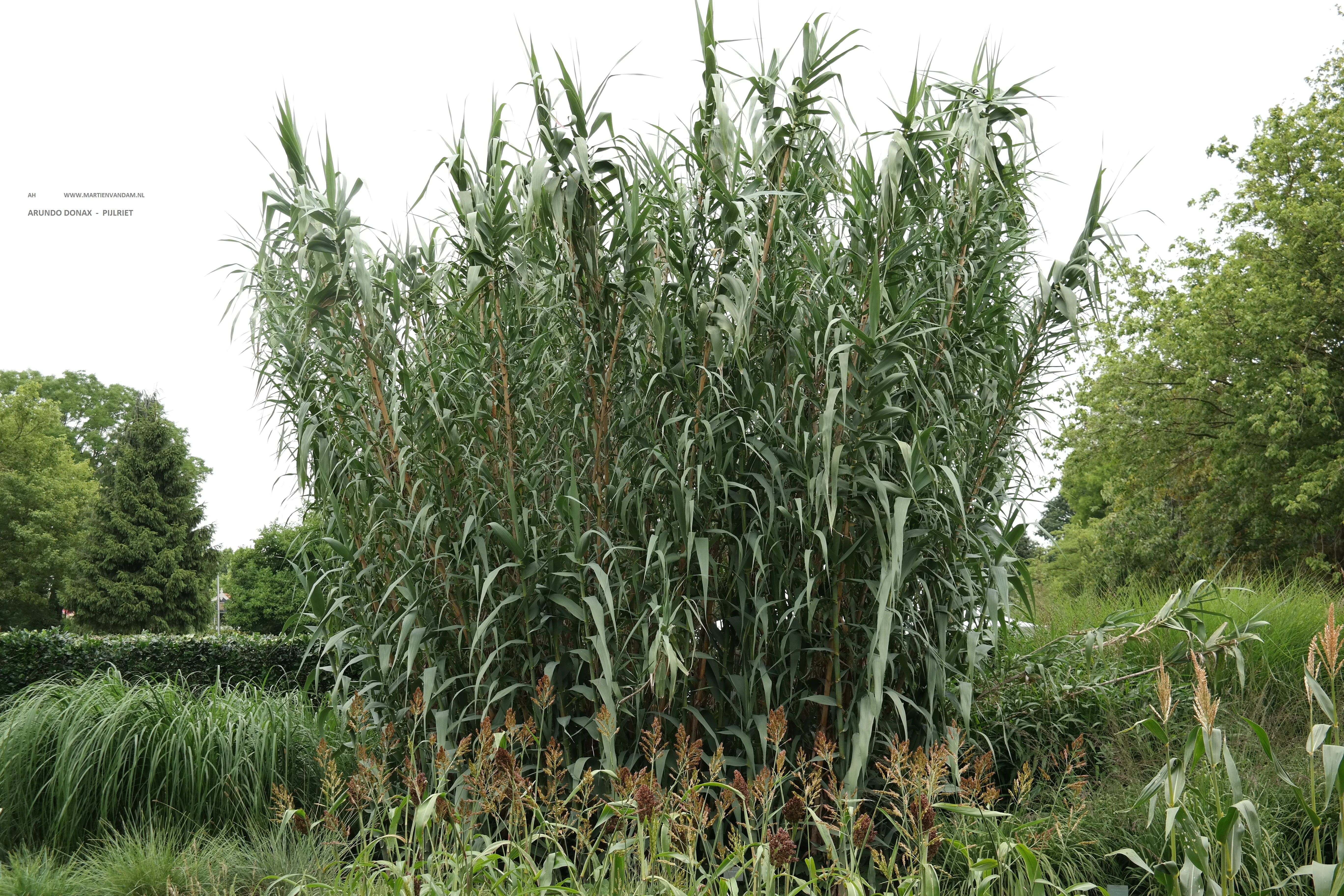 Arundo donax: bamboo look-alike