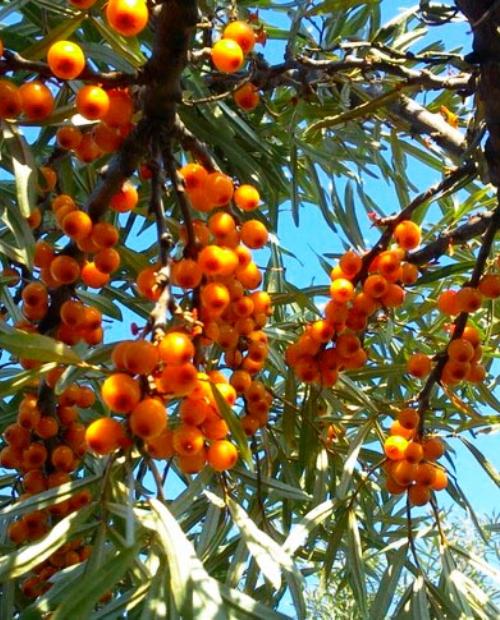 Облепиха трофимовская описание сорта | хороший урожай🍎