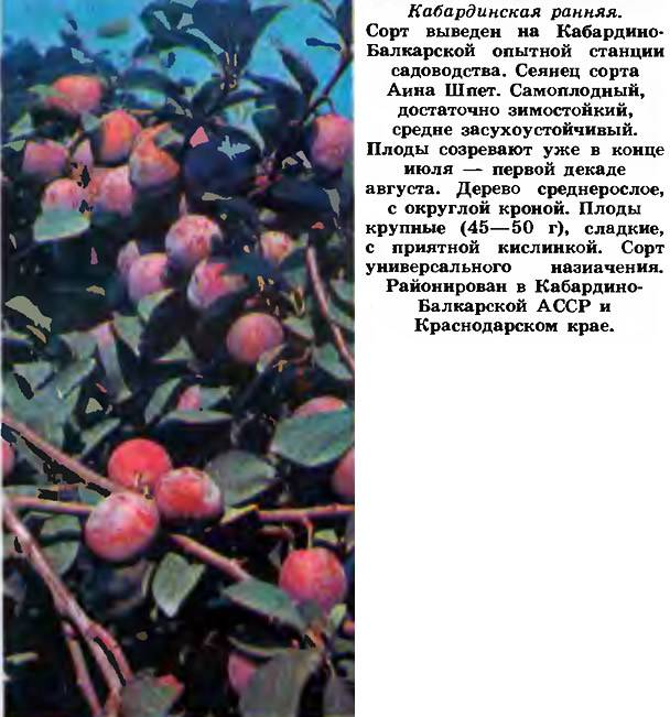 Слива кабардинка: описание и характеристики сорта, посадка и уход, отзывы с фото