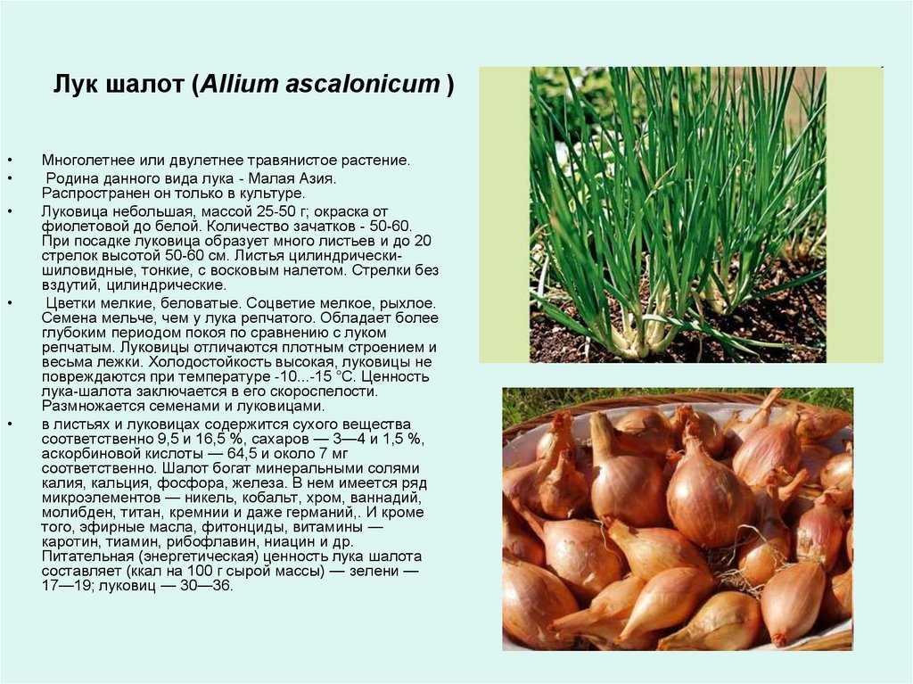 Описание сорта бессоновский лук