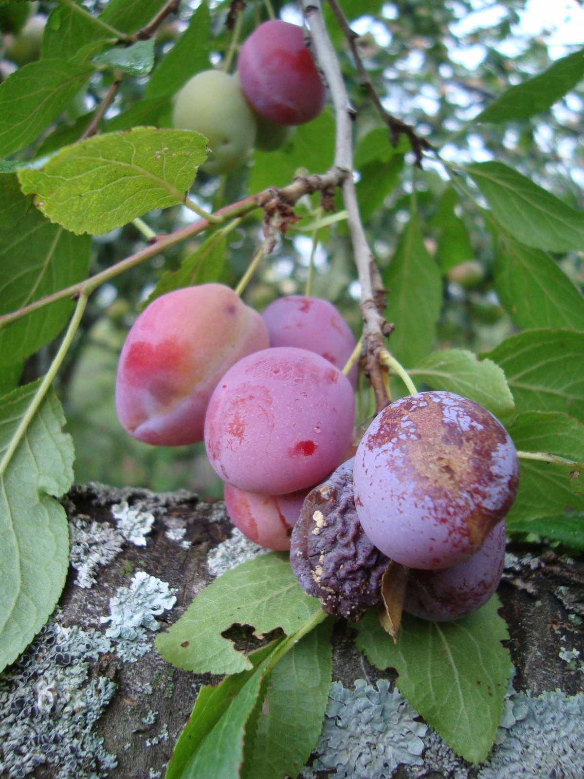 Слива домашняя — prunus domestica l.