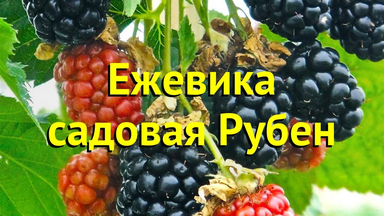 Сорт ежевики рубен