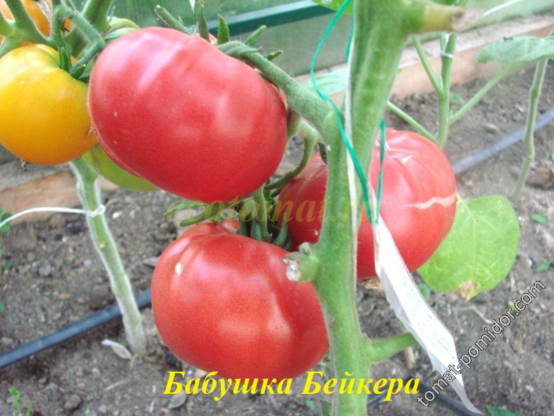 Лучшие сорта томатов 2021. топ-10 от эксперта и коллекционера валдиса пулиньша