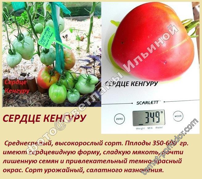 Томат сердце кенгуру: описание сорта, отзывы, фото, урожайность