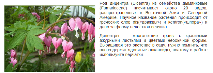 Дицентра: 17 сортов и видов с названиями и фото, посадка и уход
дицентра: 17 сортов и видов с названиями и фото, посадка и уход
