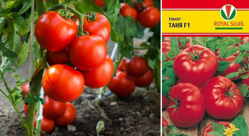 Сладкие крупноплодные томаты: лучшие сорта