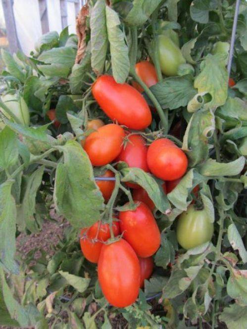 Томат мир марианны характеристика и описание сорта