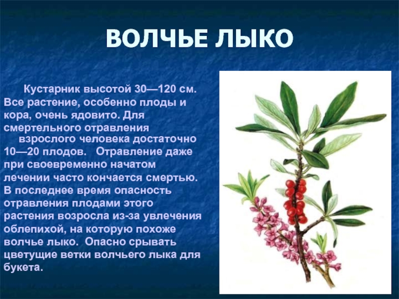Волчья ягода (волчье лыко)