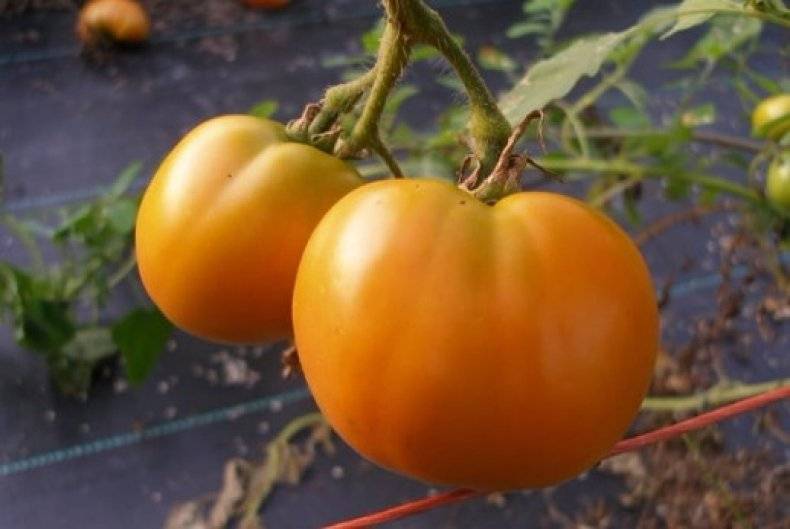 Томат оранжевый гигант: характеристика сорта, отзывы, урожайность