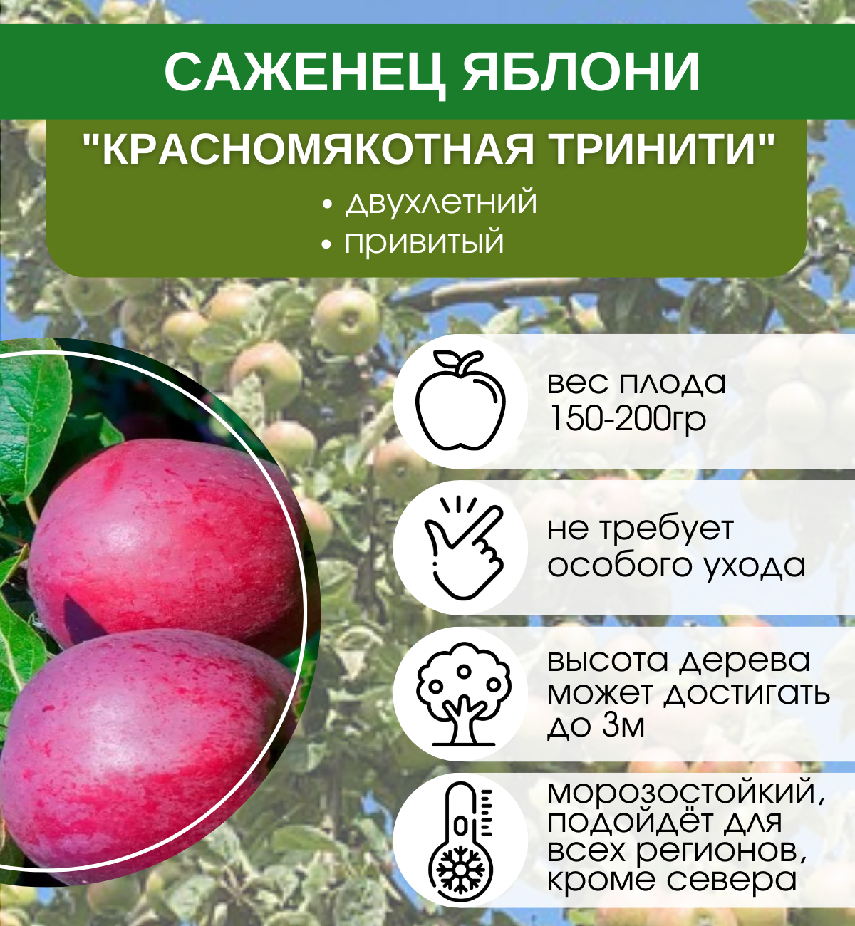 Томат изумрудное яблоко - описание сорта, отзывы, урожайность