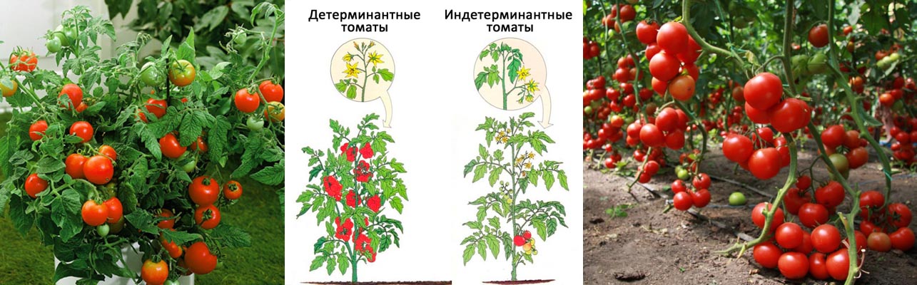 Что такое штамбовые томаты, описание сортов и выращивание