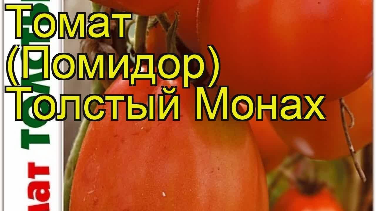 Томат монах