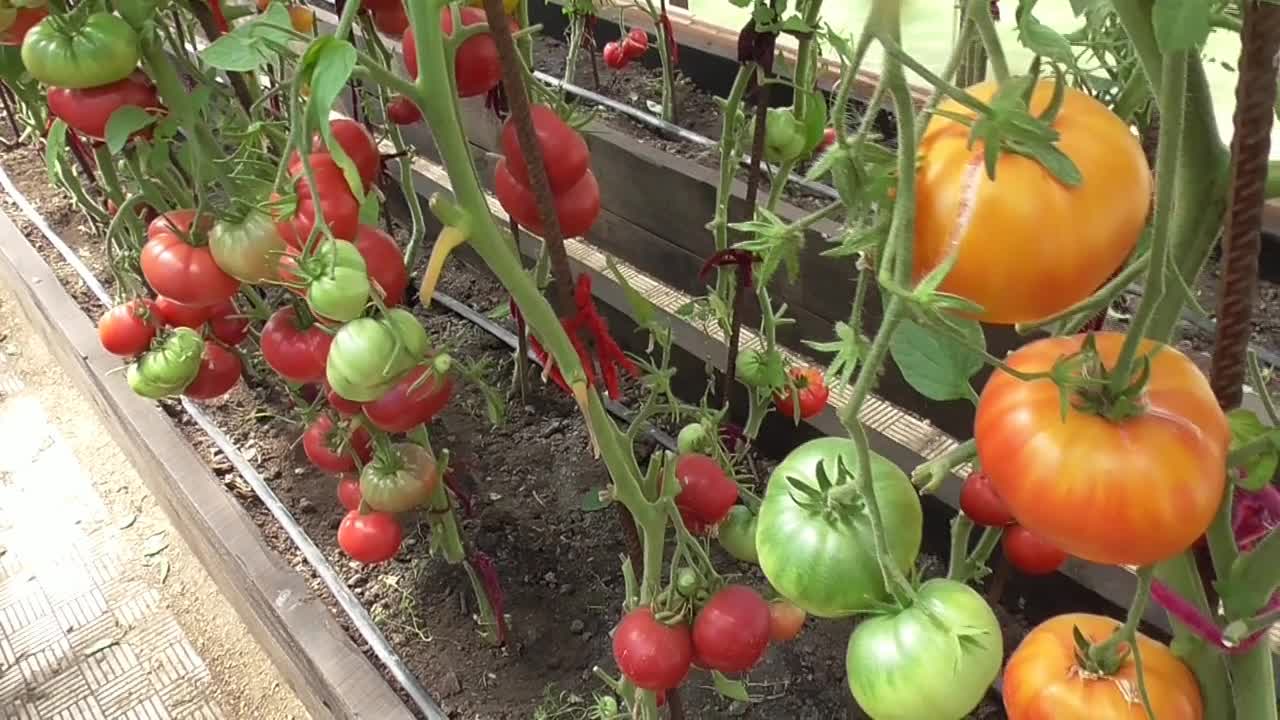 Томат лорд: характеристика и описание сорта с фото, урожайность помидора, отзывы