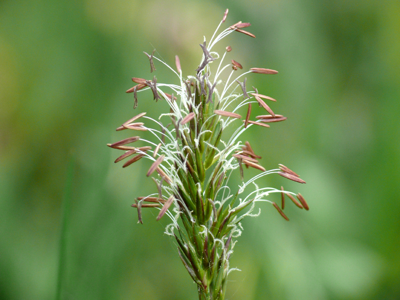 Душистый колосок обыкновенный - anthoxanthum odoratum - описание таксона - плантариум
