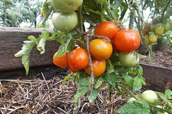 Томат таймыр: отзывы, фото, характеристика и описание сорта, урожайность
