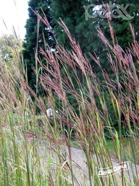 Andropogon gerardii care: grow big bluestem grass successfully - plantiago
