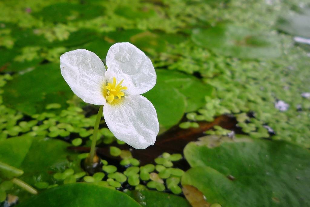 Семейство водокрасовые — hydrocharitaceae [1987 жданов в.с. - аквариумные растения]