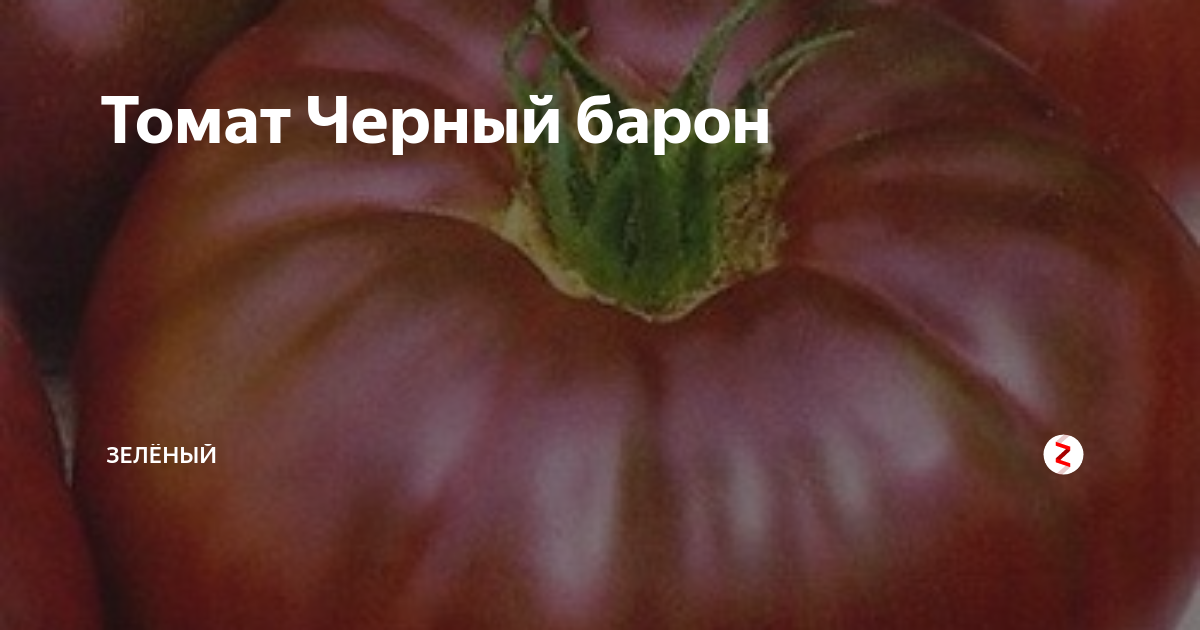 Томат черный барон: характеристика сорта и его особенности, фото, отзывы об урожайности и сложностях выращивания