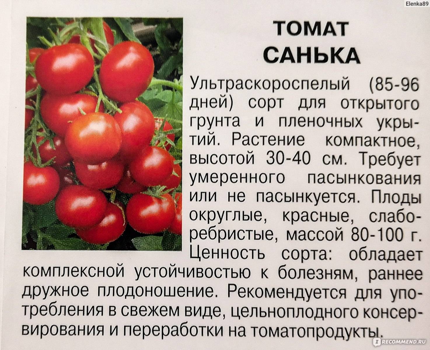 Достоинства и недостатки томата Санька с фото и видео Отзывы тех, кто сажал От чего зависит урожайность этого сорта Неприхотливый, скороспелый, низкорослый сорт томата для открытого грунта Высота куста до 60 см Вес плода 100 грамм