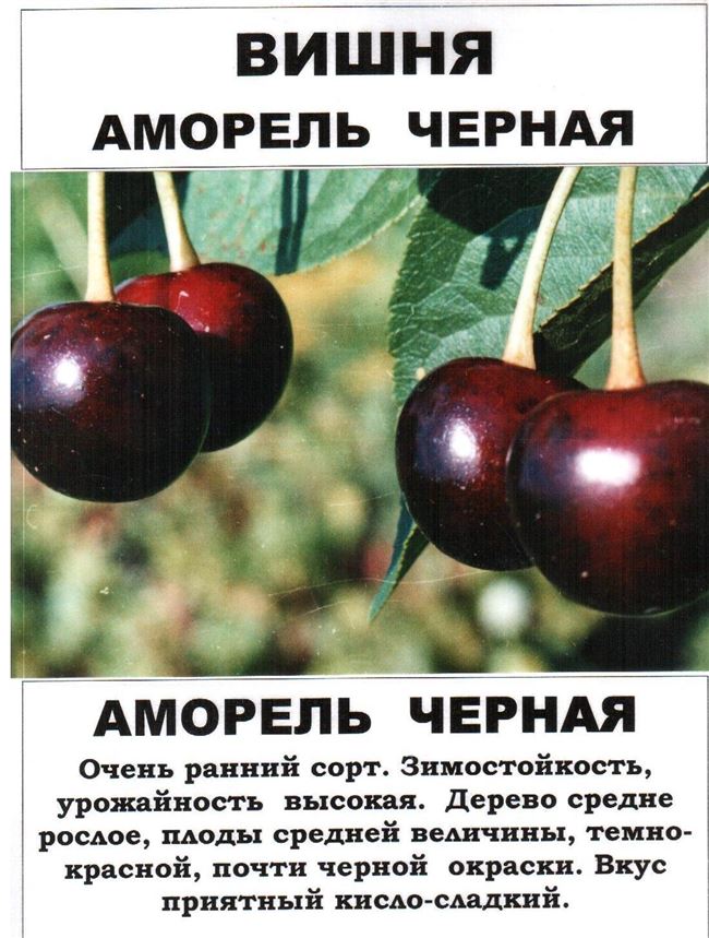 Черешня краса кубани: реальные отзывы, подробное описание, фото
