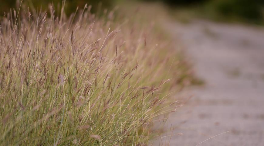 Выращивание и уход за большим голубым стеблем (andropogon gerardii)