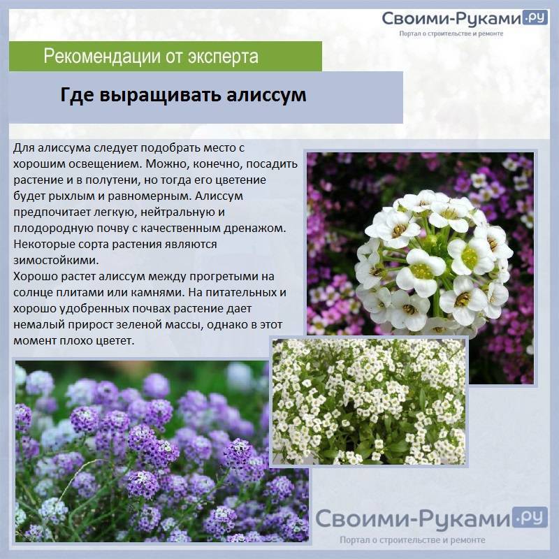 Алиссум морской и секреты его пышного цветения. сорта, условия и уход. фото — ботаничка