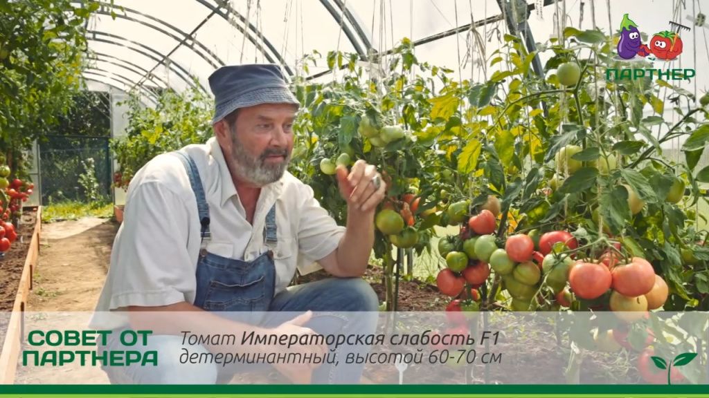 Томат черный император: описание сорта, характеристика, выращивание, отзывы, фото
