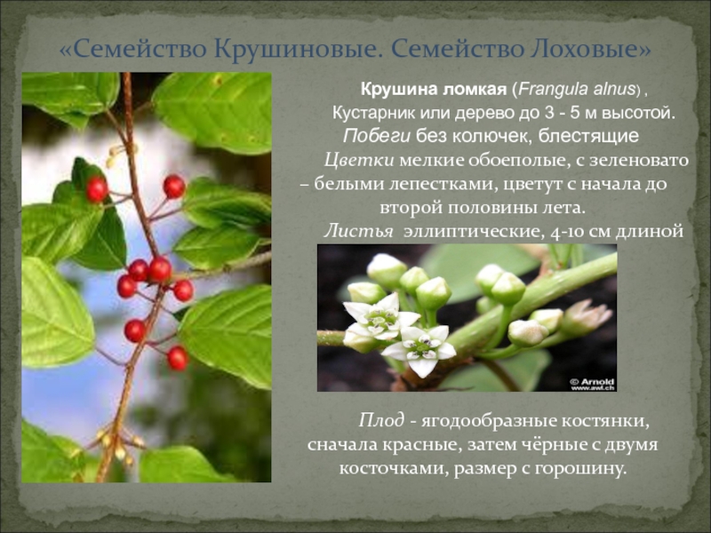 Лох многоцветковый гуми или гумми урожайный - обзортека